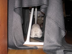 Bunny Butt