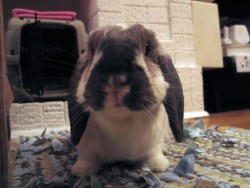 Baxter_1