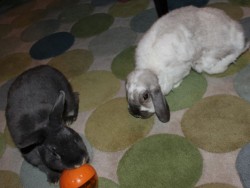 bunnyIQTreatBall_3