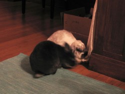 Baxter eating Muslin