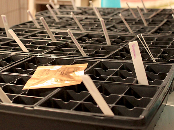 Spring Gardening Plans